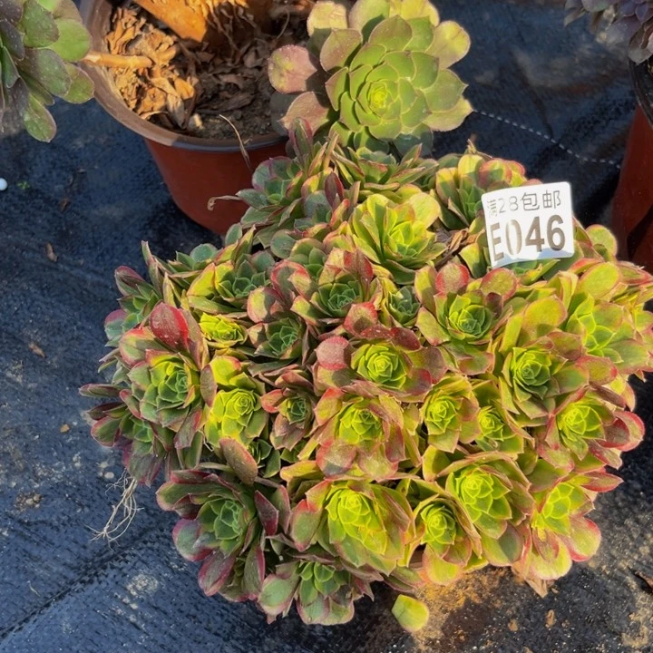 46多肉植物一物一拍