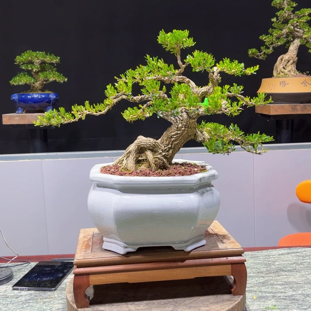 黄杨盆景老桩四季长青用****6