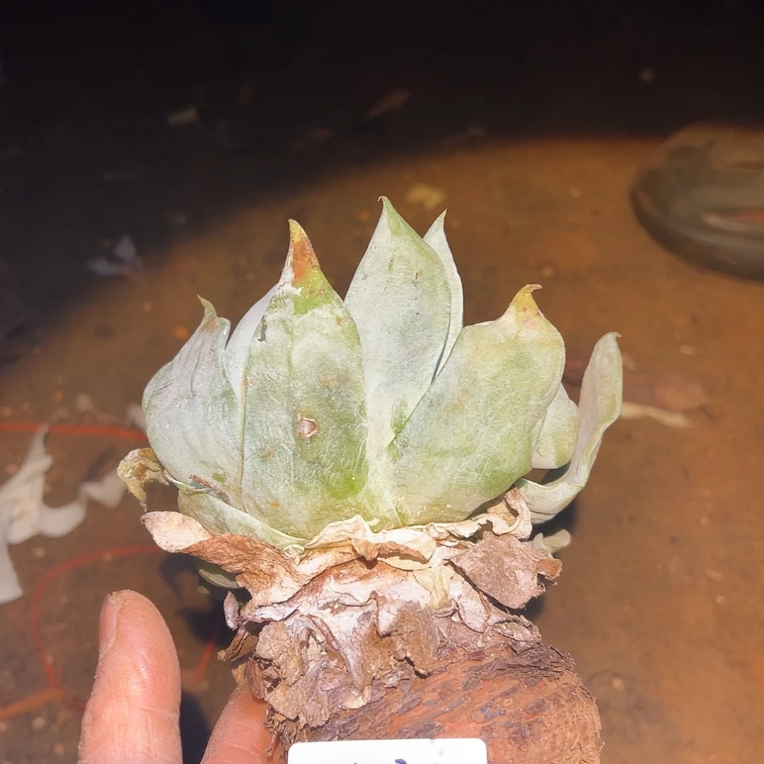 风****起匍匐雾冷塔仙女杯多肉。