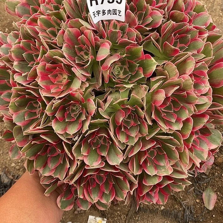 多肉植物七彩739多肉