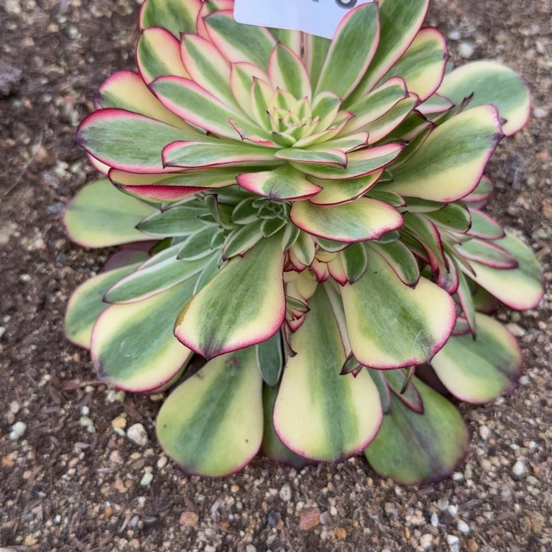 y****81818骄阳到秋天。多肉植物