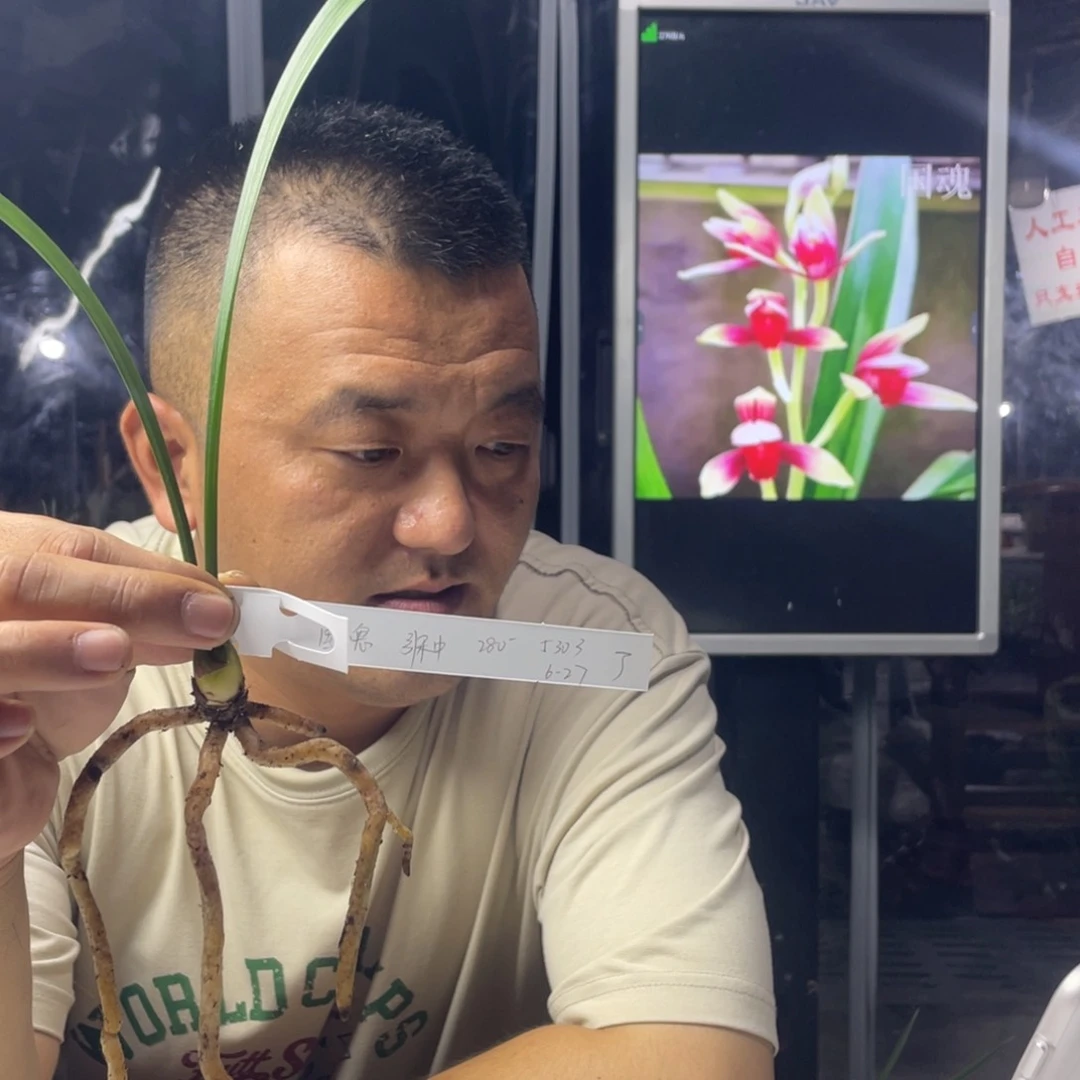 楚***一完全开放国魂引种寄养
