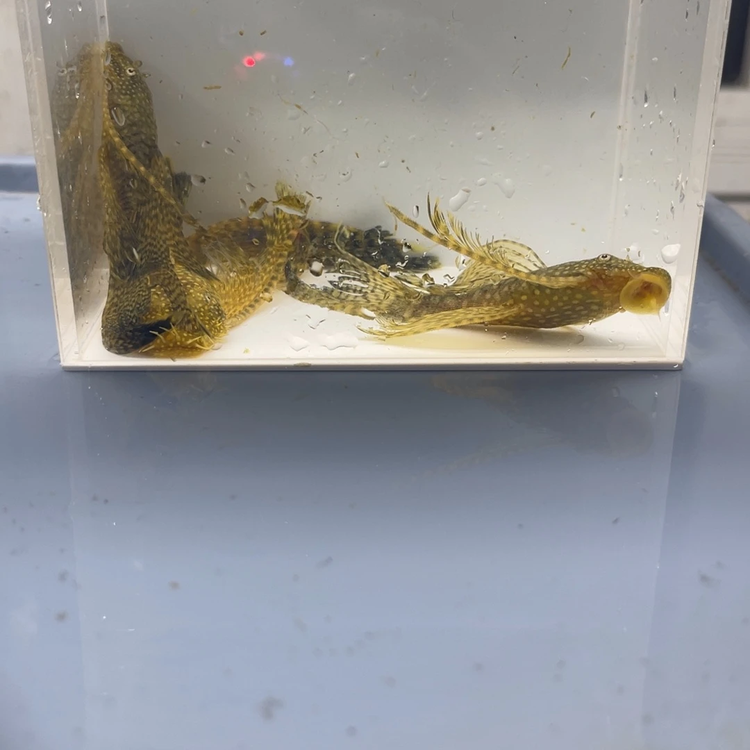 清道夫鱼迷彩大帆一公俩母开箱视频报损