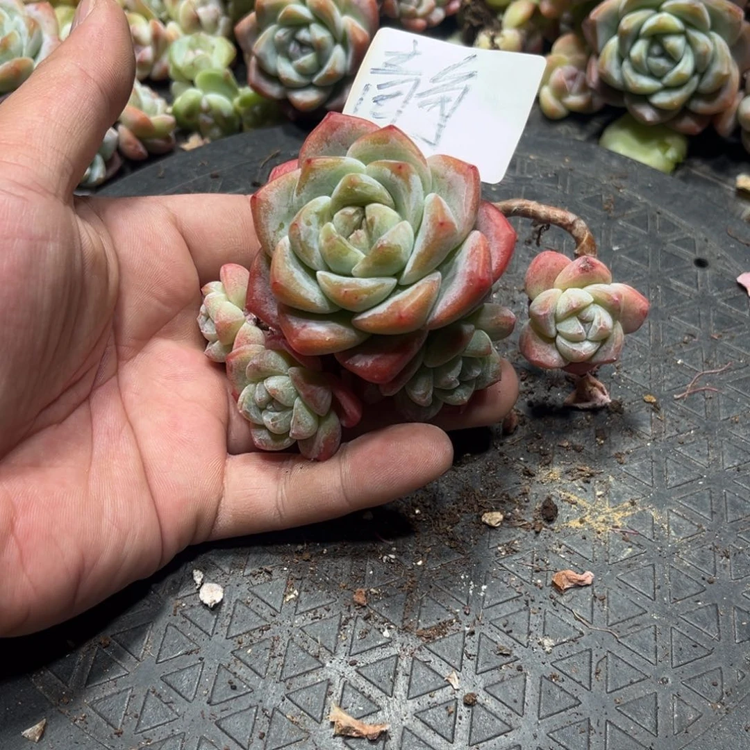 静专拍冰玉造型老桩