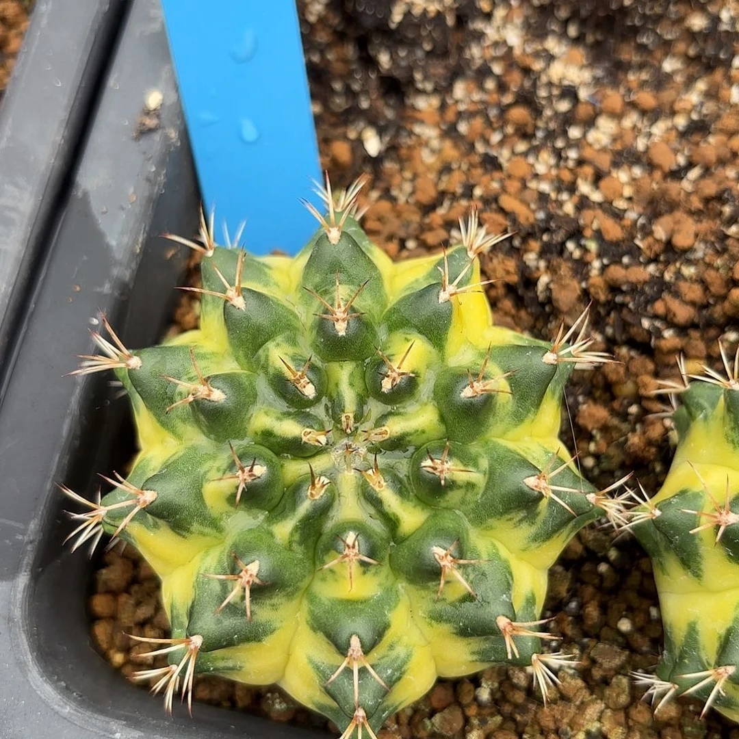 Z1008-1118泰国米哈大月亮