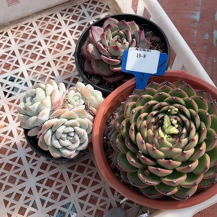 19.8一筐朵肉植物