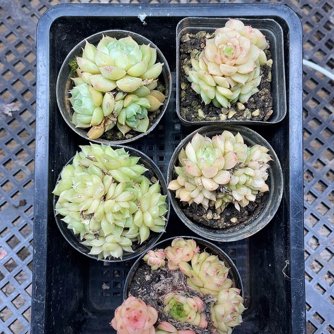 多肉一物一拍21-23