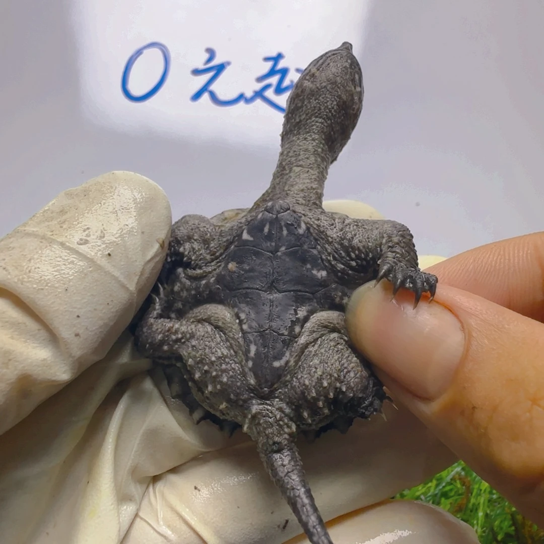 不分公母小鳄龟jkk
