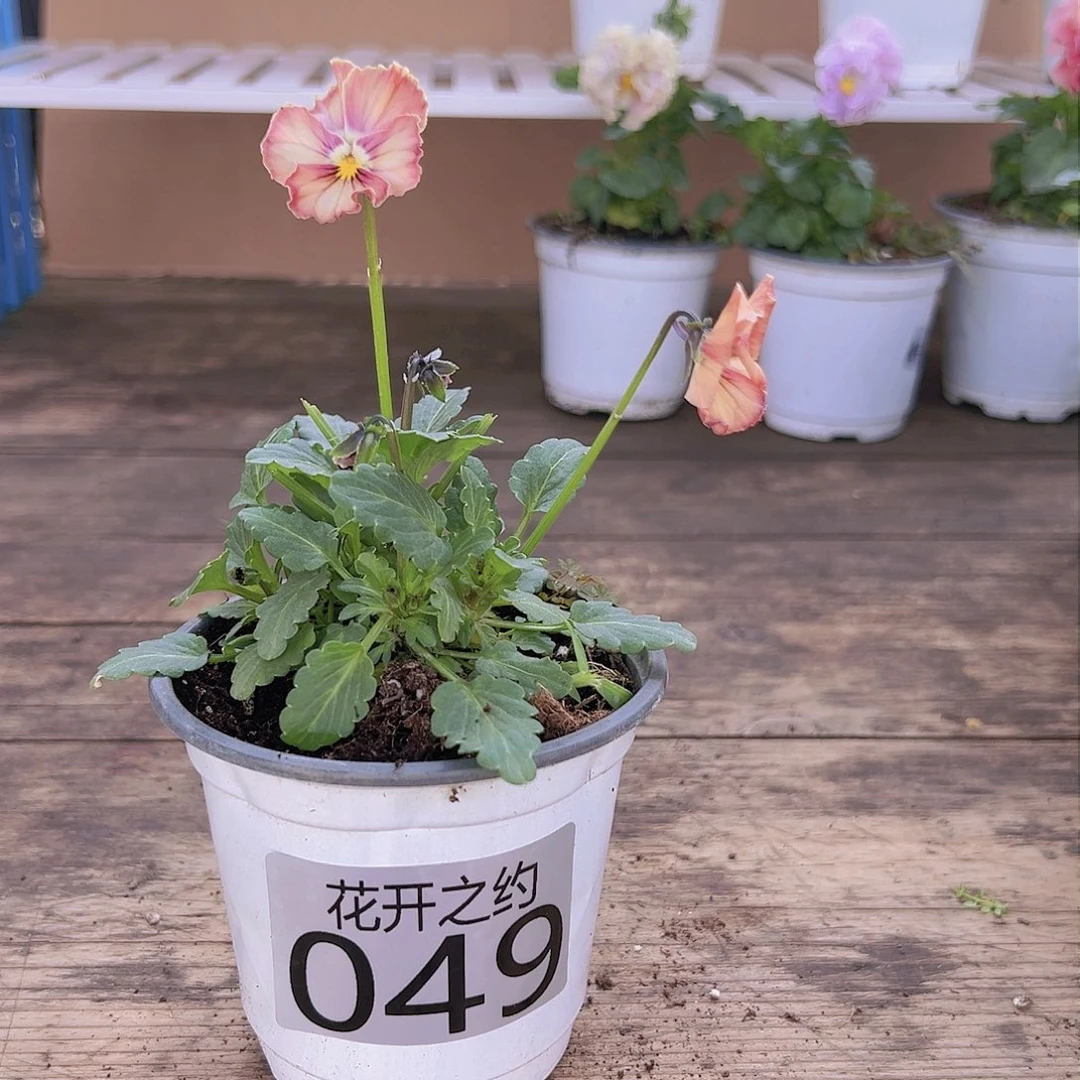 【闪购商品】完全开放049号