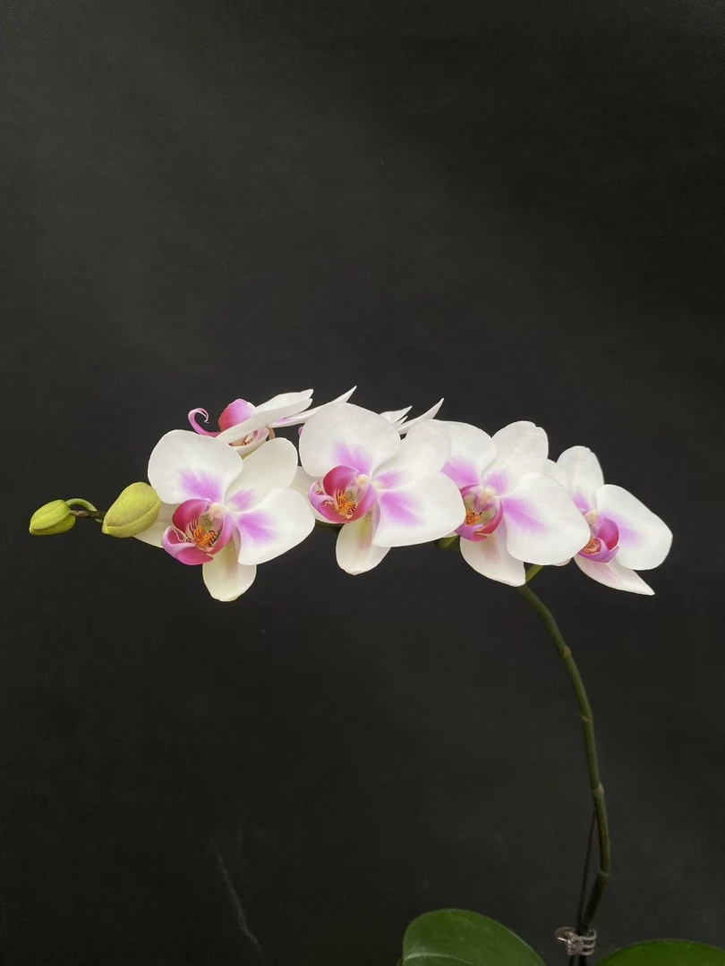 森境【雪媚娘】蝴蝶兰（全花状态）