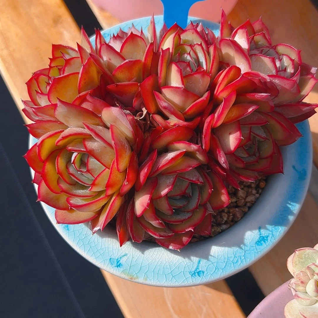 清***蟹牡丹亭群138号一物一拍