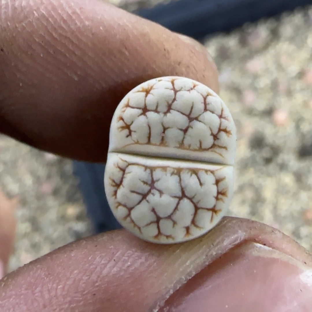 553 生石花大棚直播