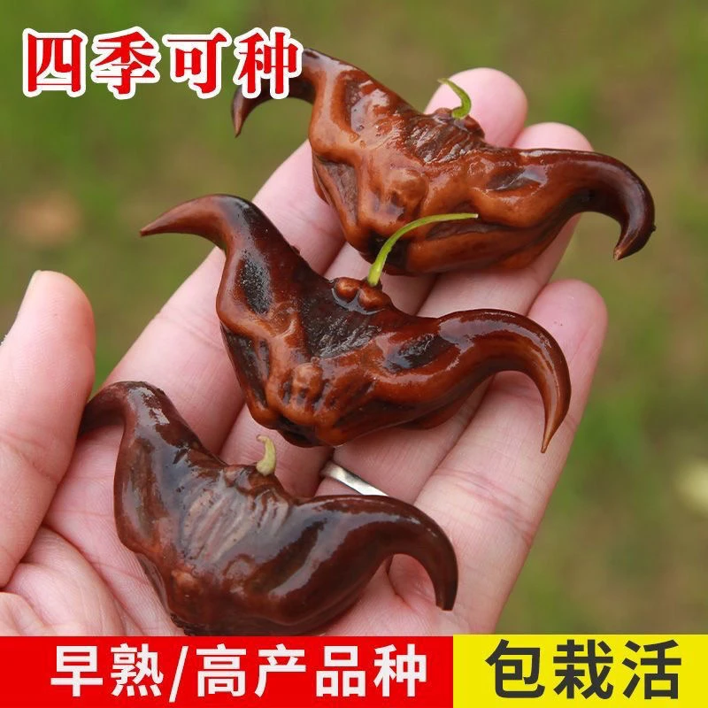 新鲜老菱角种子牛角四角水生植物蔬菜四季高产池塘红菱角黑菱苗