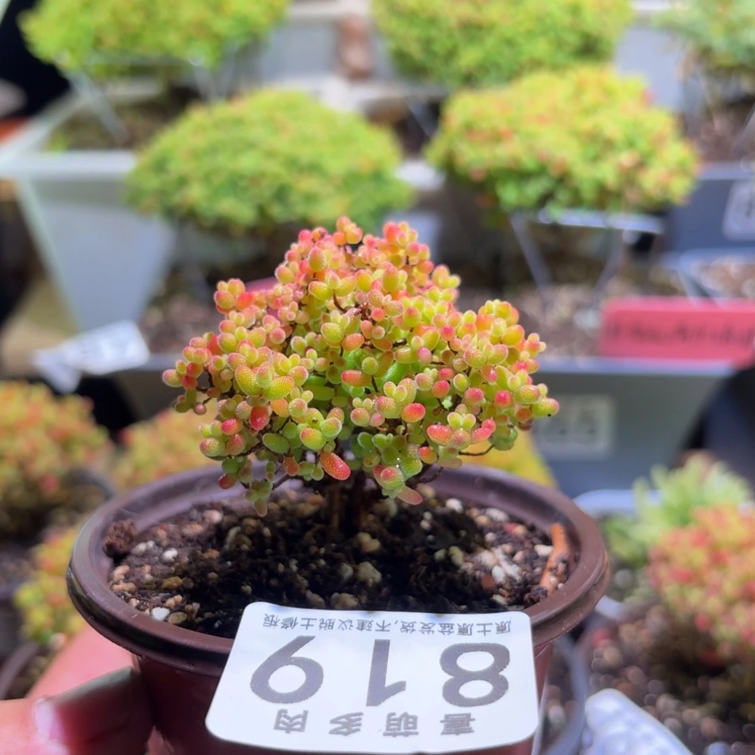 枝干番杏密橘糖球819