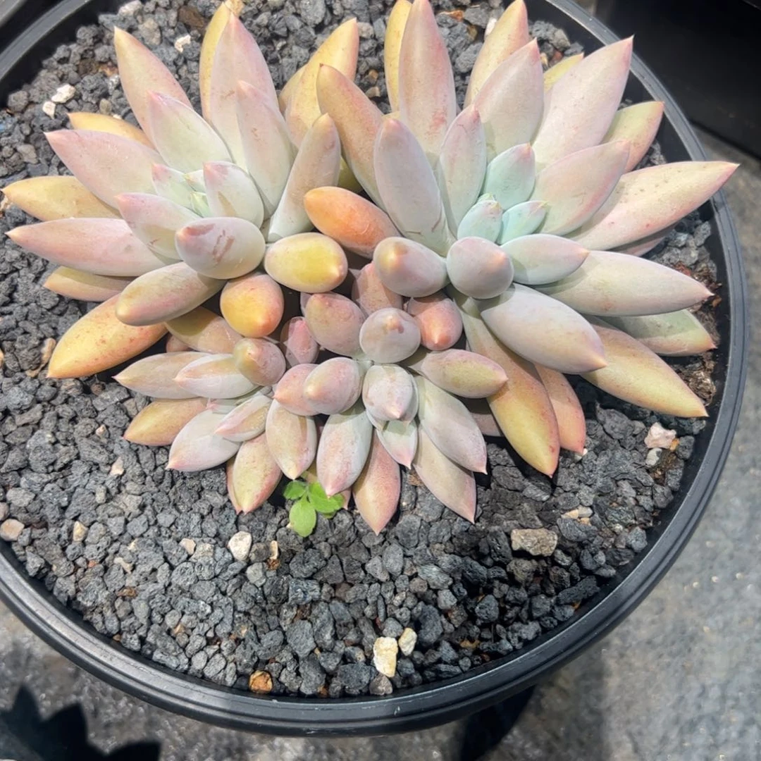 多肉植物多肉植物