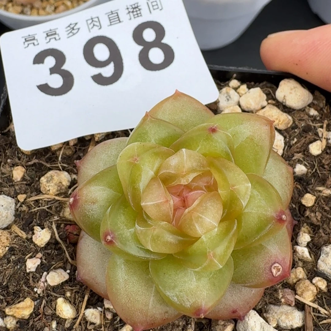 孤品珍妮            精美多肉植物