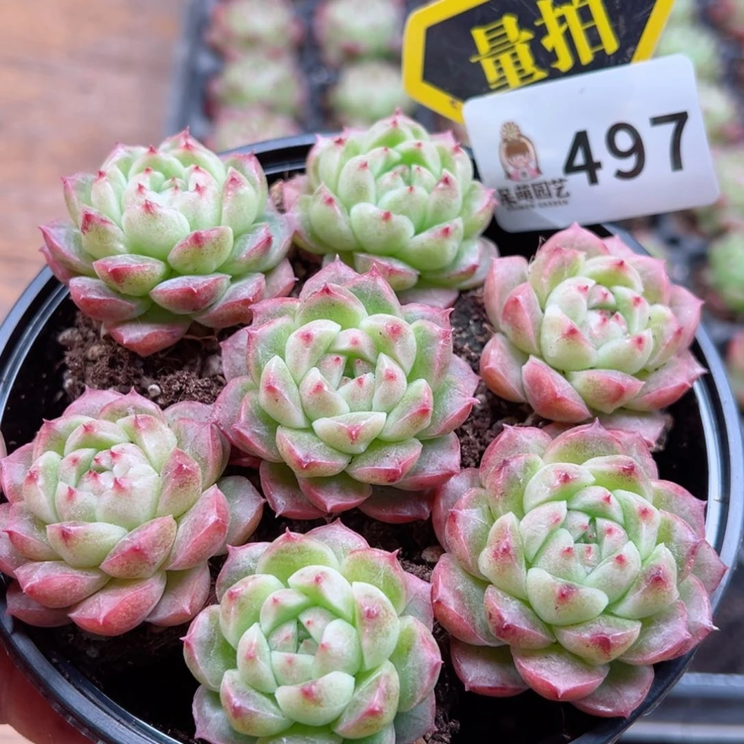 多肉植物多肉植物