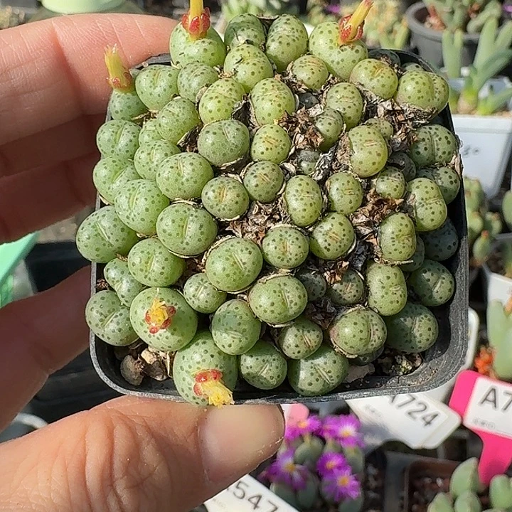 密密麻麻密密麻麻733