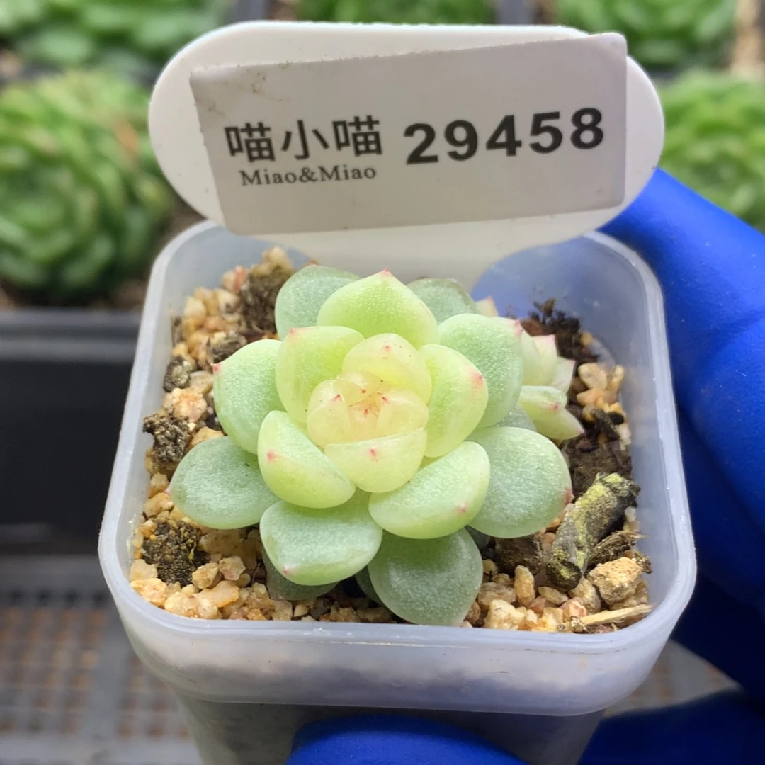 小***帽多肉植物杂交珍妮