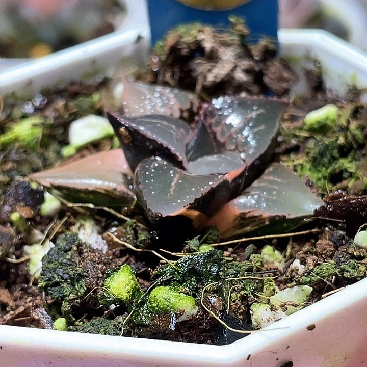 637酒吞錦特選福利