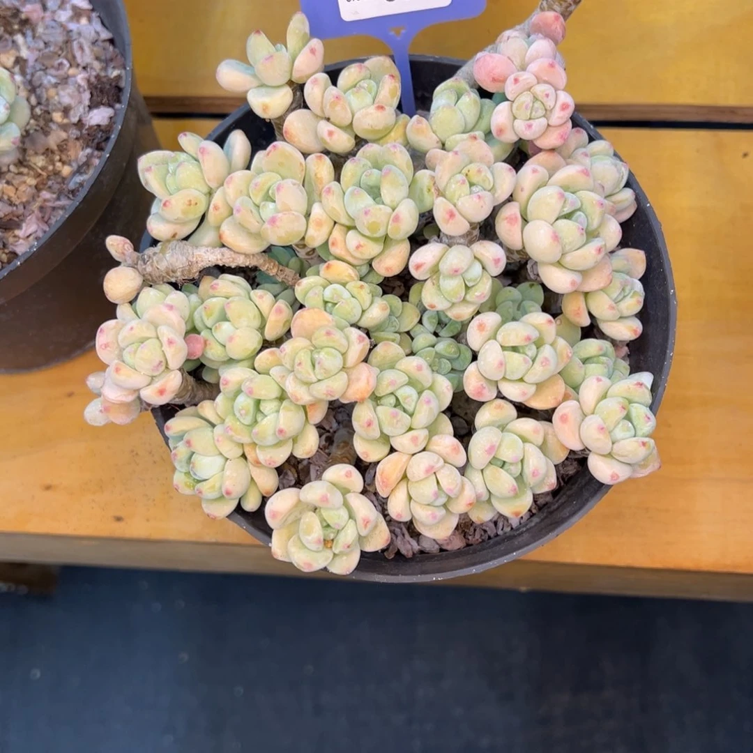 ᴥ****?满赠8.06-056 不售后