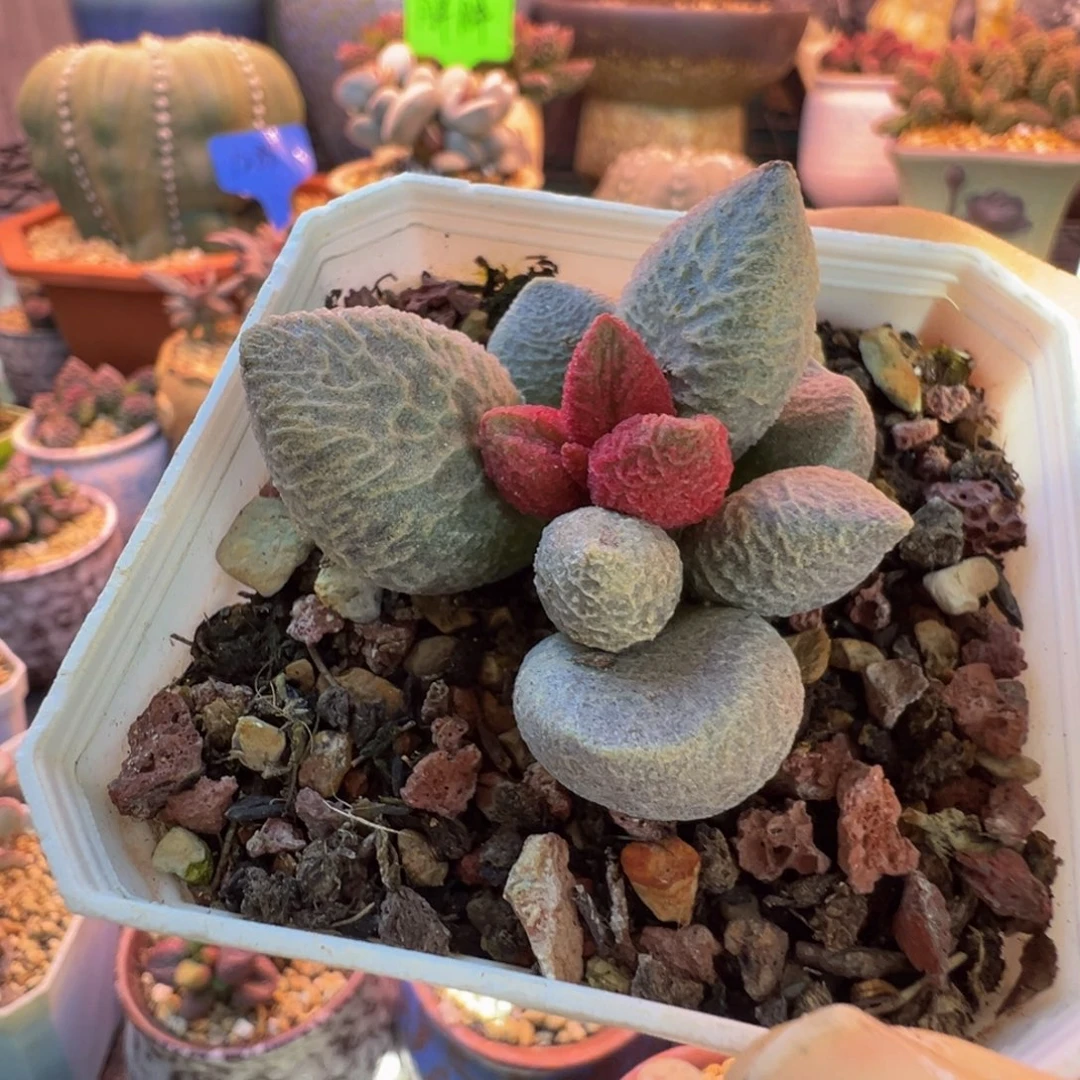 一组自拍，感谢支持1