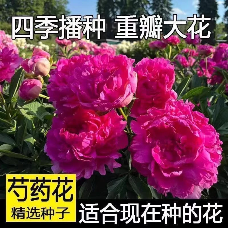 【混色芍药花种子】四季浓香耐寒易活带芽多年生开花阳台庭院观花