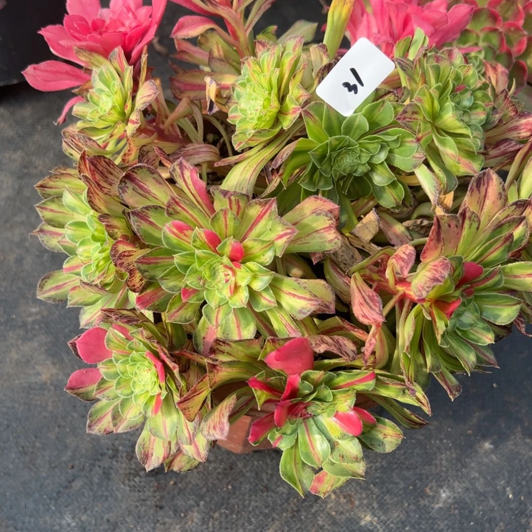 31知否无根多肉嘻嘻嘻嘻了