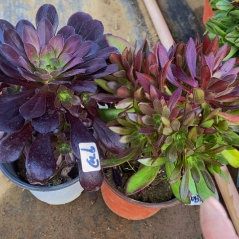 黑圆叶灰法师92多肉不包断