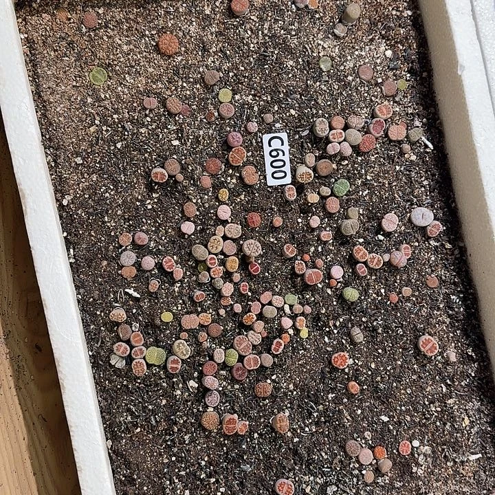 600生石花整框脱土发货不售后