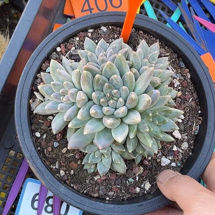 多肉植物444奶豆群