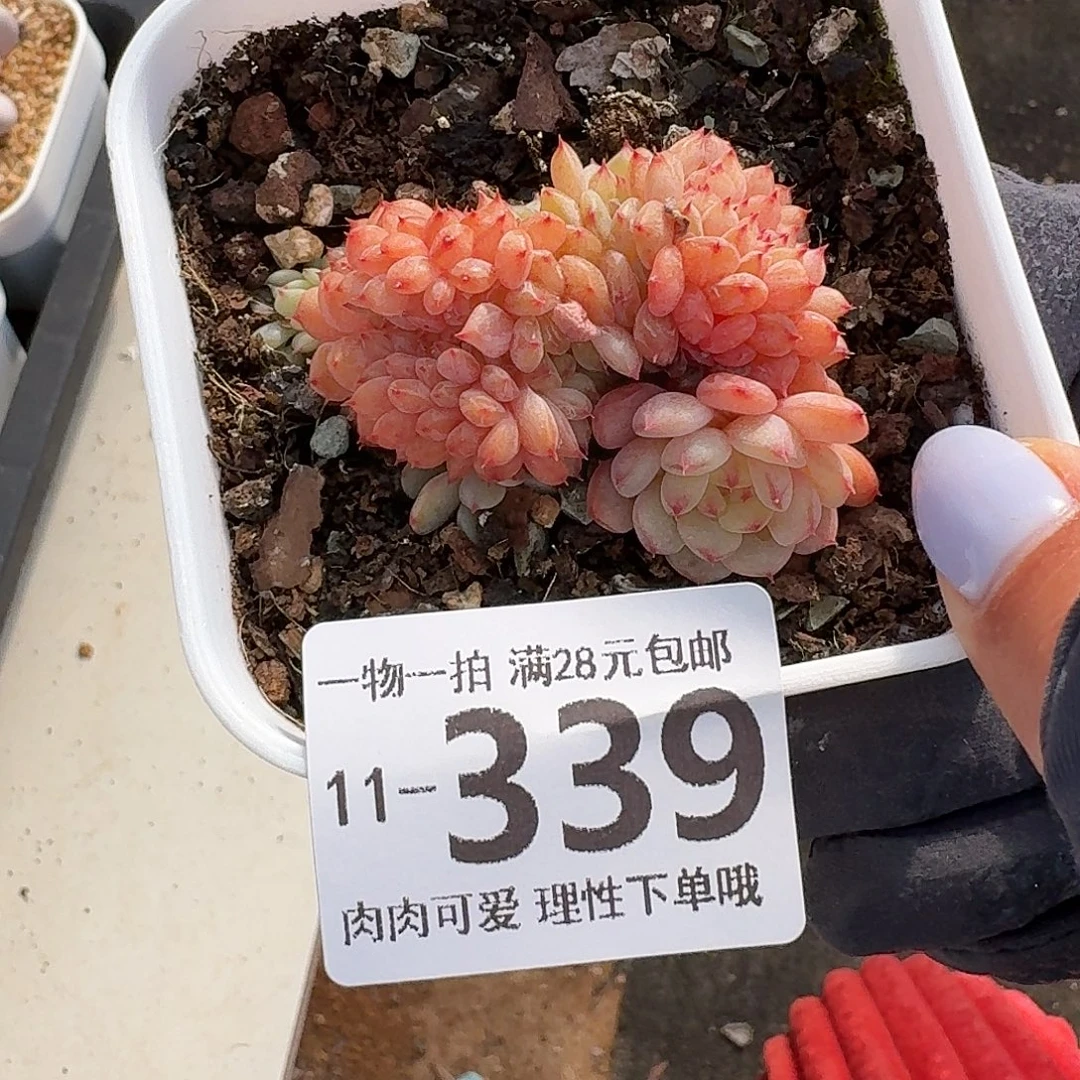 白胖子缀无盆无发货无