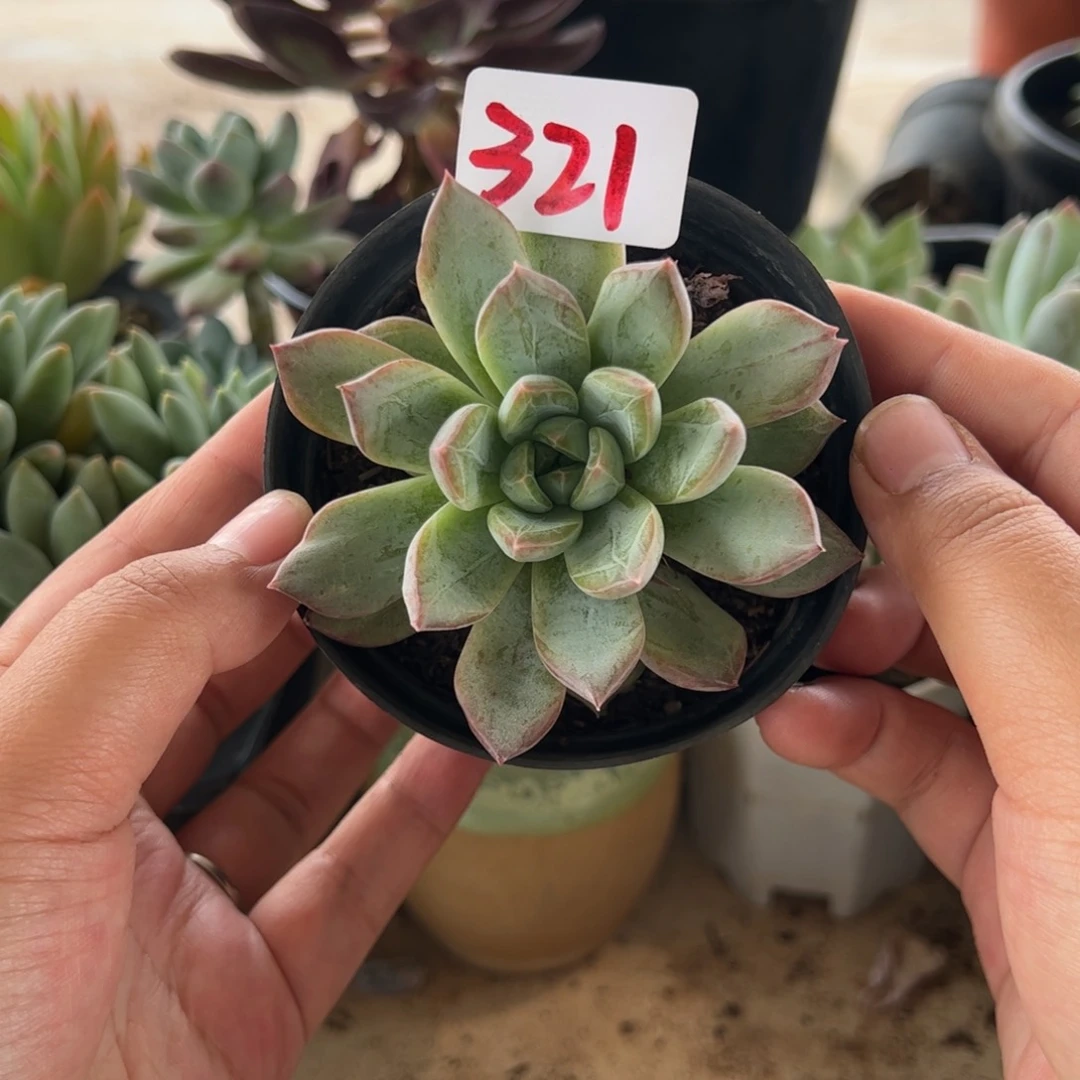 【闪购商品】厚叶草。321。1111111