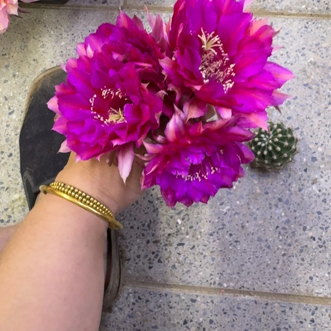 254彩草芭比歪无根侧牙3公分左右，20包邮