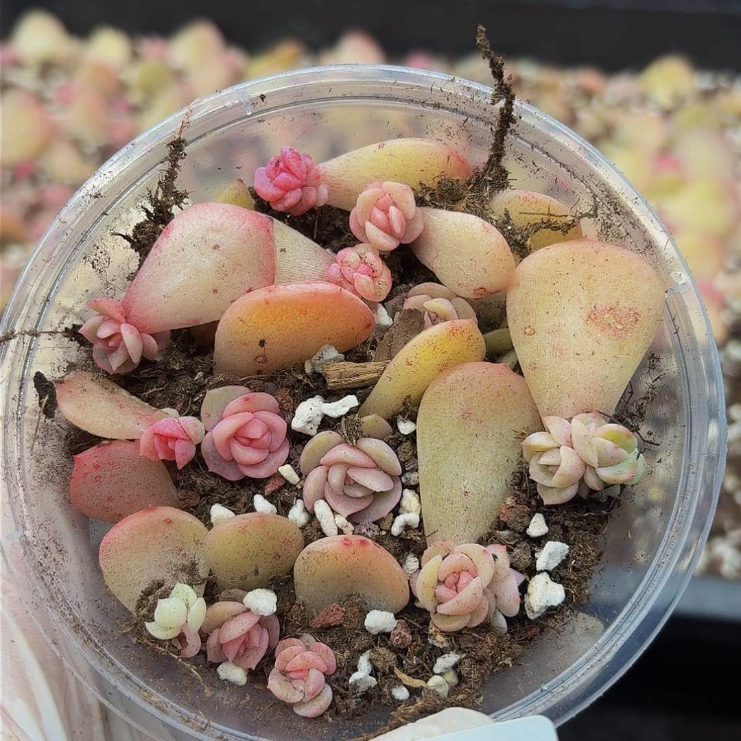 多肉植物多肉植物136