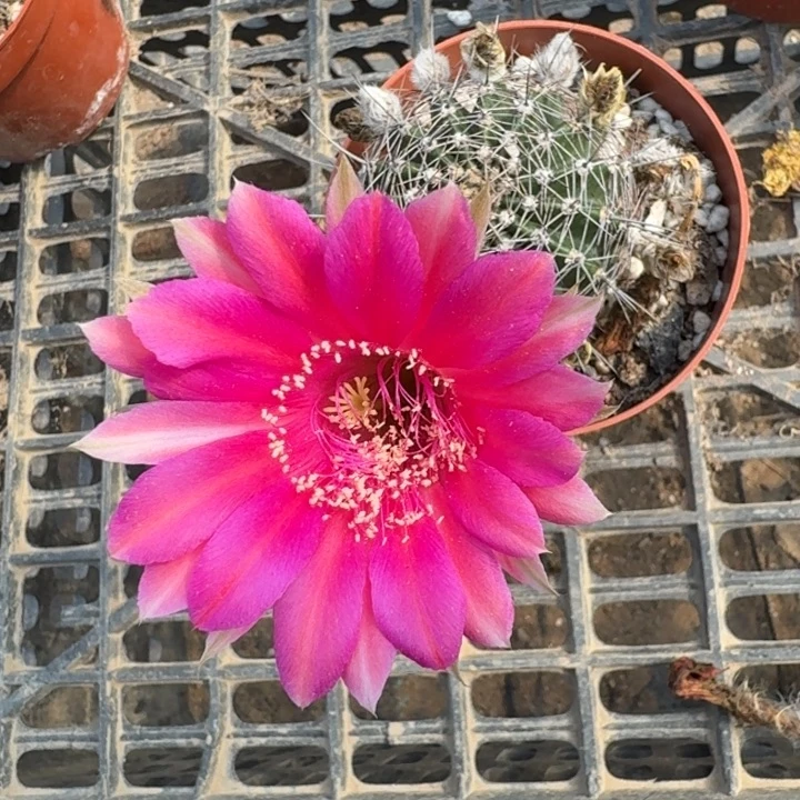 249彩草根掰花脱土发货斑瘦，20包邮