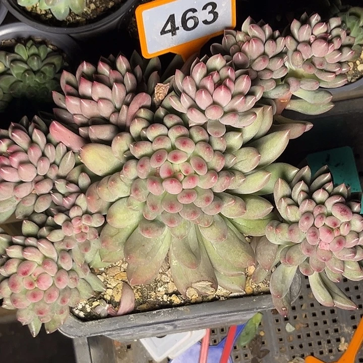 多肉植物岩字群463