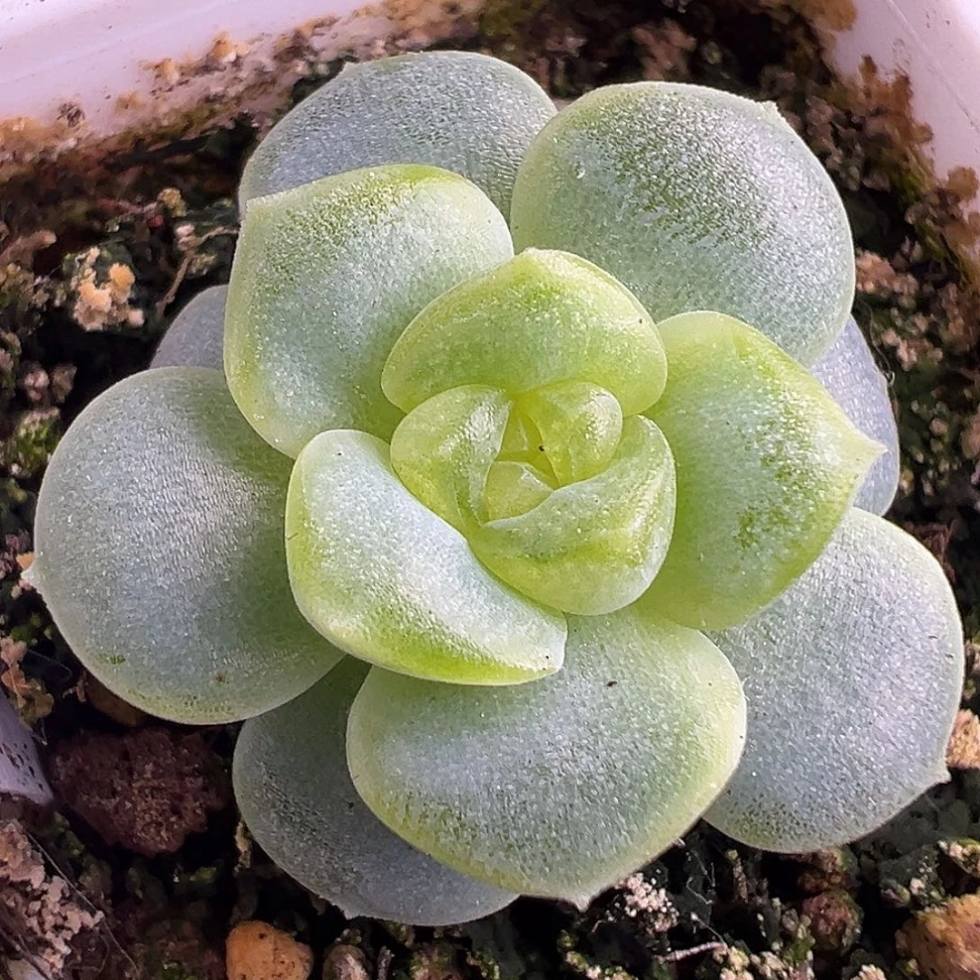 145甜心。