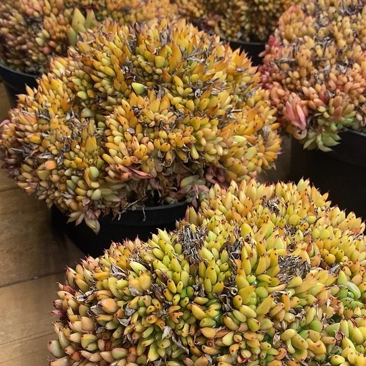 团。虎鲸缀。福利多多