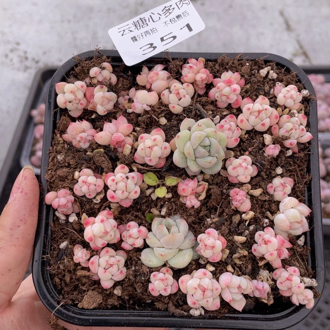 媚*云糖心多肉植物351
