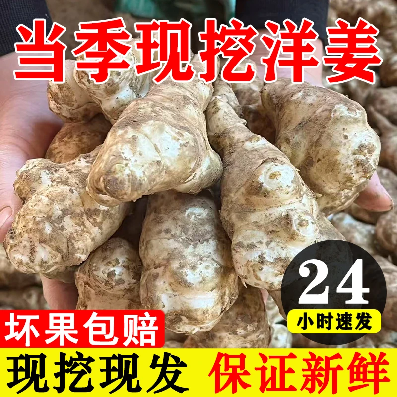 四川高山现挖野生洋姜新鲜5斤野鬼子姜不辣农家蔬菜泡菜腌菜菊芋