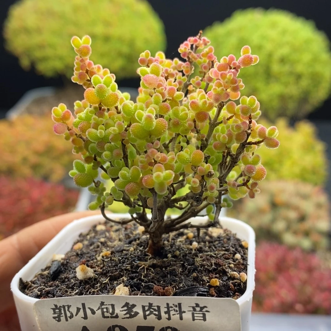 959蜜橘糖球。
