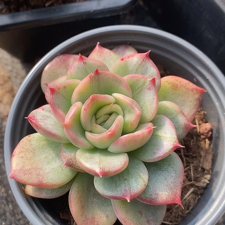 弗罗瑞安娜锦变异多肉