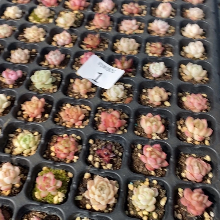 1多肉植物盆栽花卉