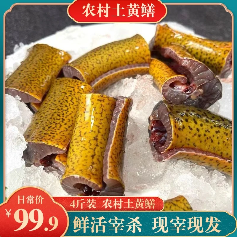 K【现宰现杀】 4斤 新鲜鳝鱼海鲜段带骨鳝鱼段杀好切段发货