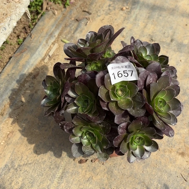 魅金玫瑰多肉法师1657