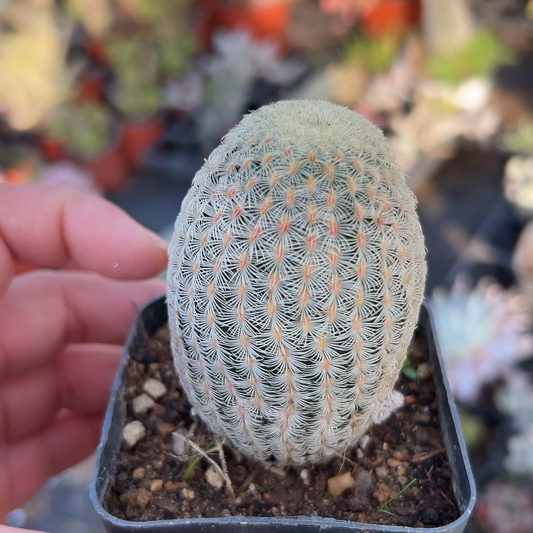 多肉植物红太阳单头