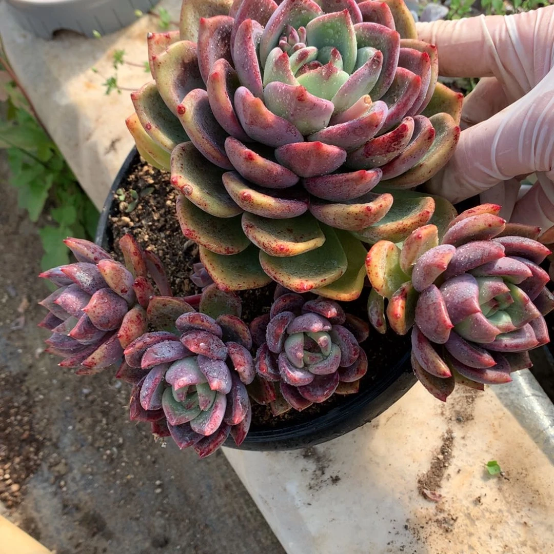 糖心卡多肉一物一拍