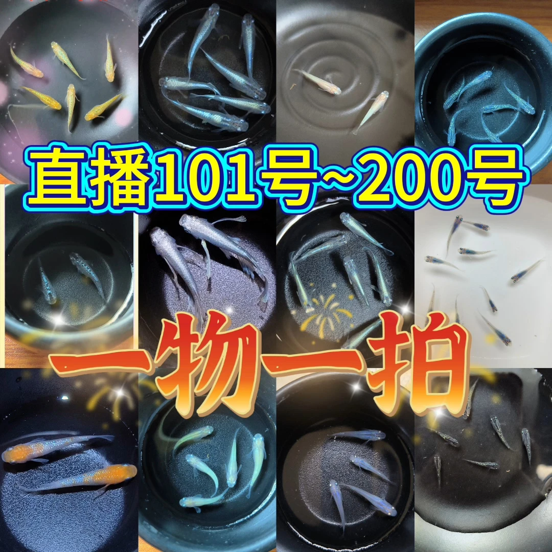 观背青鳉小型观赏淡水鱼不打氧好养活适合新手