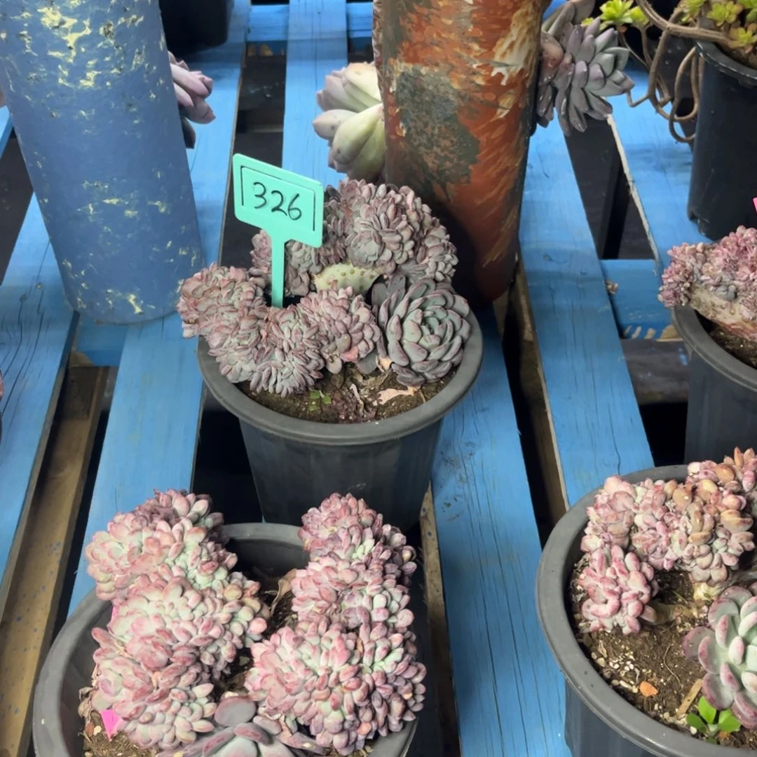 小雨多肉玛瑙缀化